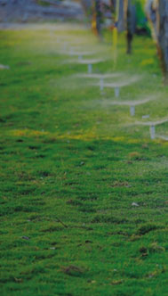Intelligent Planting